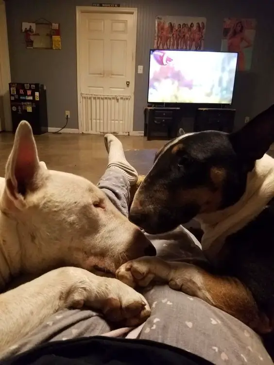 two English Bull Terrier lying face to face on its owners lap