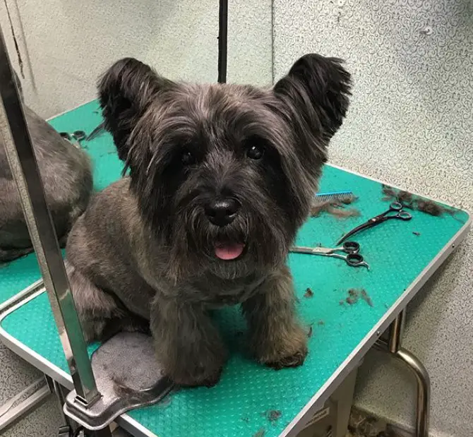 Cairn Terrier sitting on the grooming table with teddy bear haircut