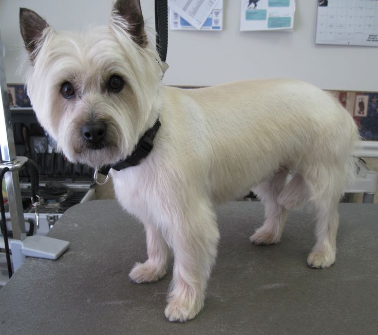 haircuts for terrier dogs