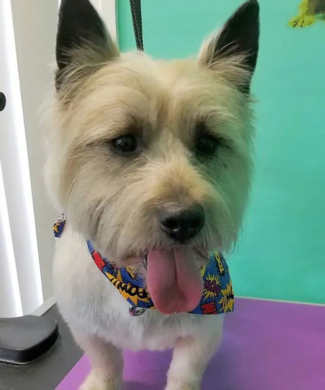 Cairn Terrier fresh from haircut