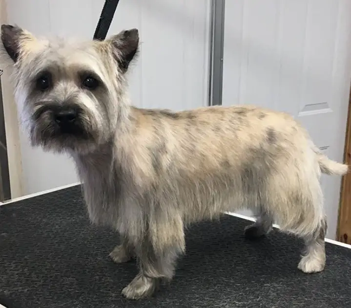 Cairn Terrier in medium length haircut cut