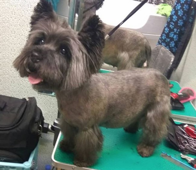 Cairn Terrier in lion haircut