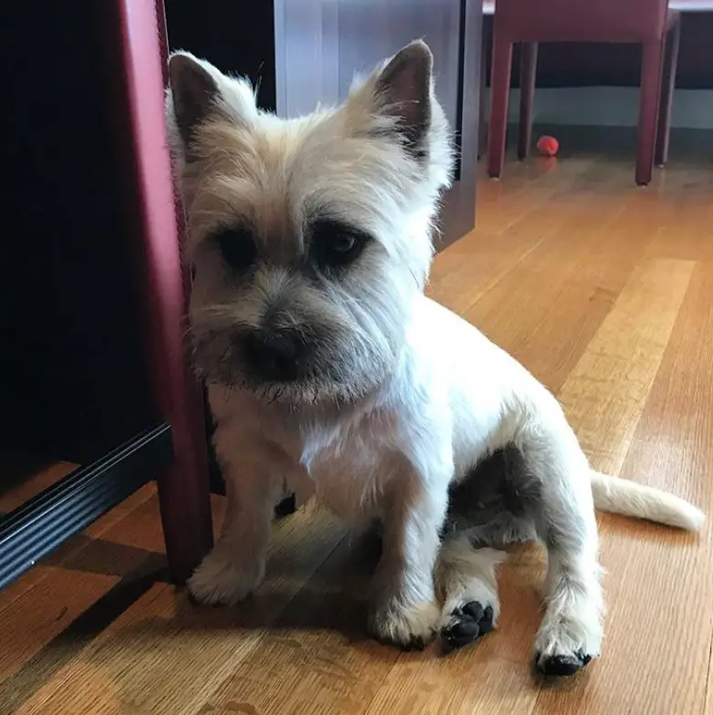 white Cairn Terrier sitting on the floor fresh from haircut