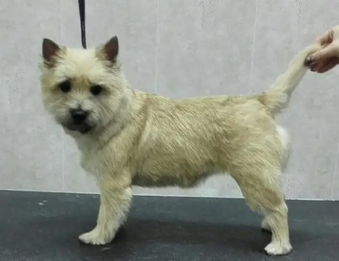 yellow Cairn Terrier freshly groomed with a simple haircut standing on the grooming table