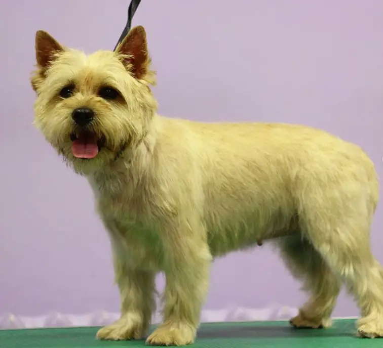 yellow Cairn Terrier in simple haircut