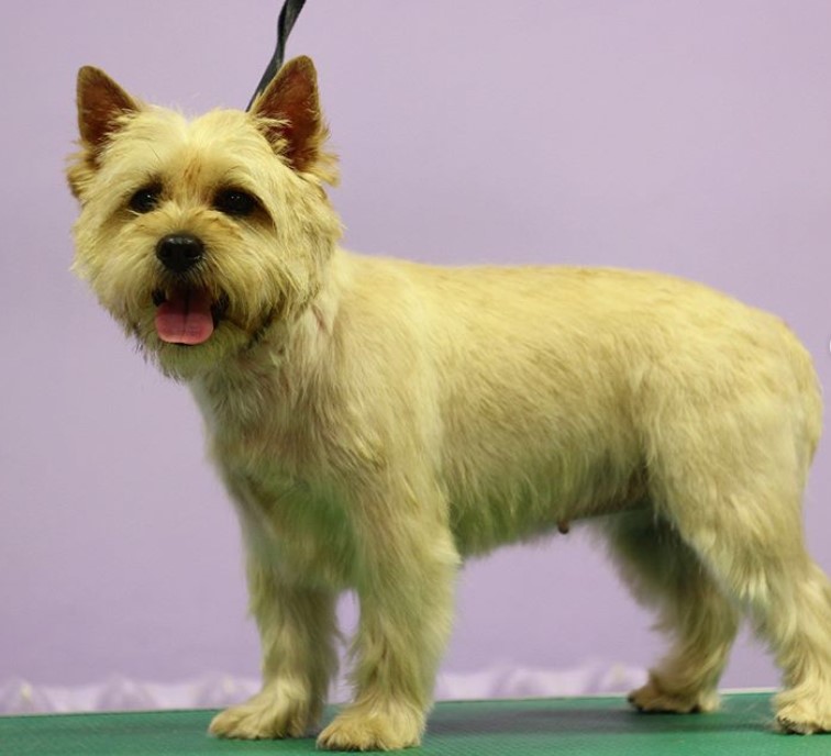 yellow Cairn Terrier in simple haircut