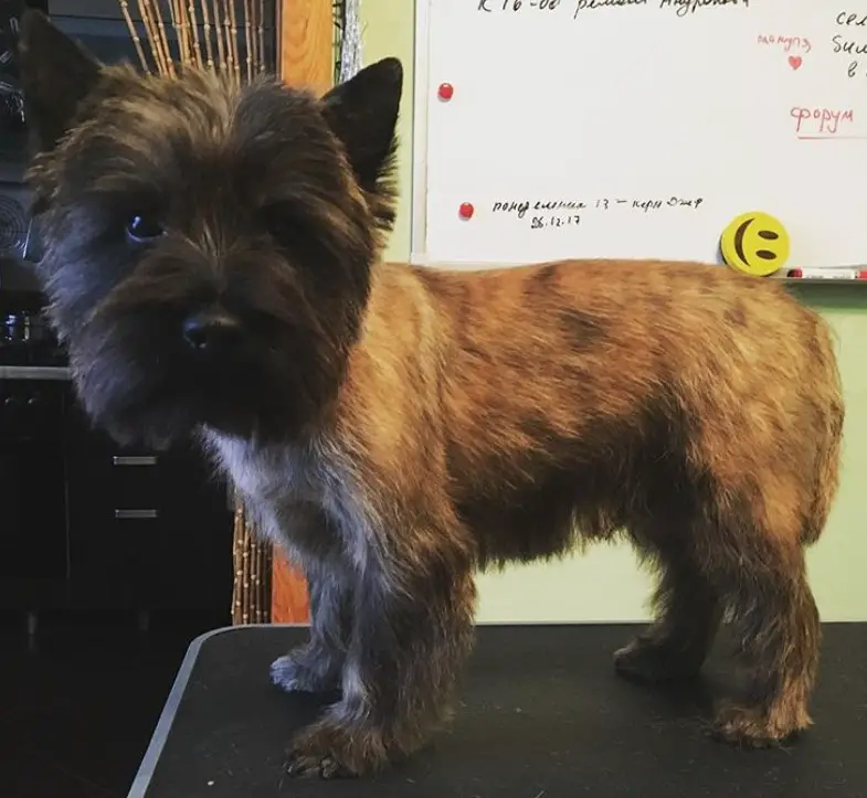 Cairn Terrier standing on top of the table in its medium length haircut