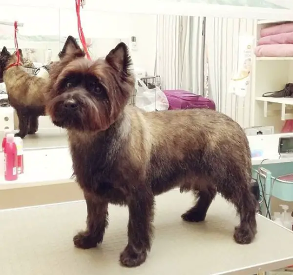 Cairn Terrier standing on top of the grooming table in simple haircut