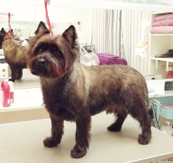 12 Best Cairn Terrier Haircuts for Dog Lovers The Paws