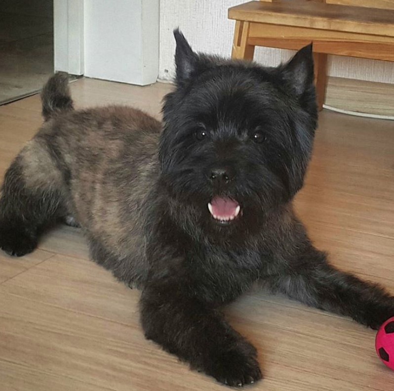 Cairn Terrier freshly groomed lying down on the floor