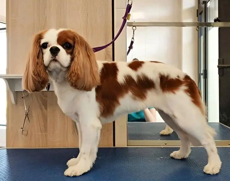 Cavalier King Charles Spaniel dog freshly groomed in the dog salon