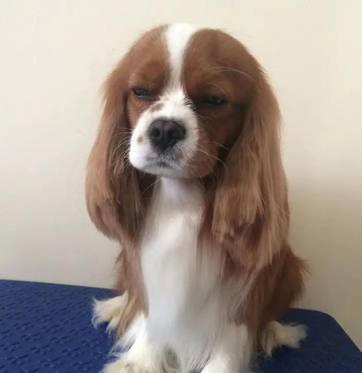 brown cavalier king charles spaniel sitting in a couch. It has long brown soft hair