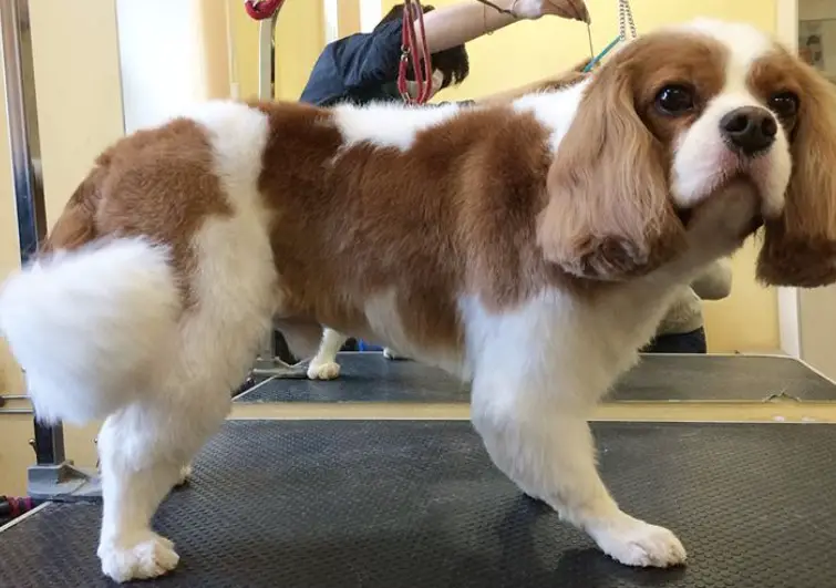 Cavalier King Charles Spaniels with brown and white trimmed hair standing in the dog salon