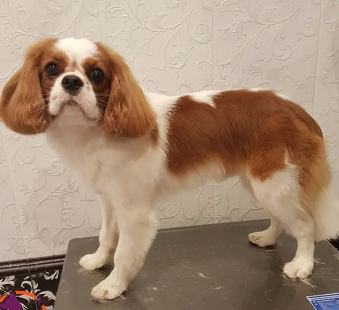 10 Best Cavalier King Charles Spaniel Haircuts Page 2 of
