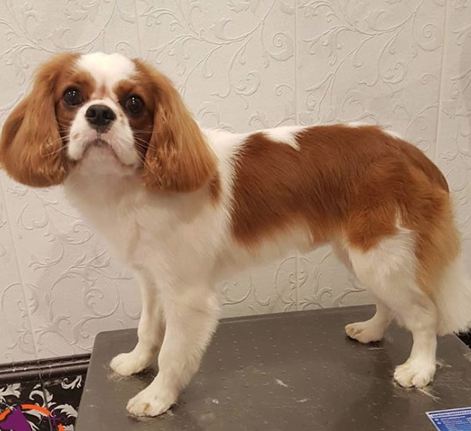 groomed Cavalier King Charles Spaniels with brown and white trimmed hair on its body and its hair on its ears are kept long