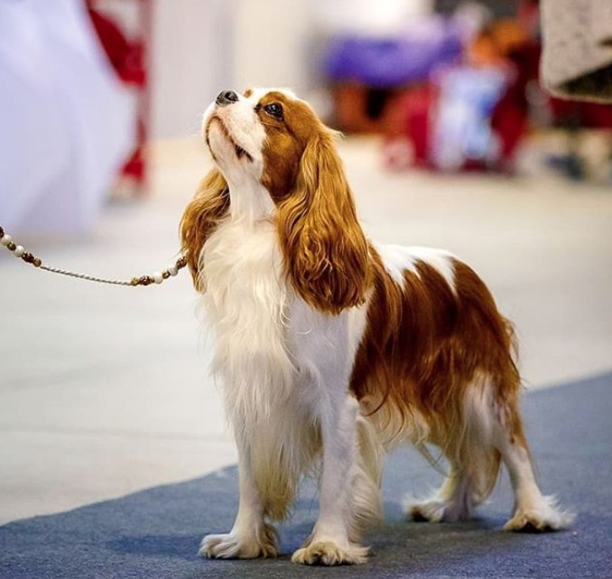 cavalier king charles spaniel show dog