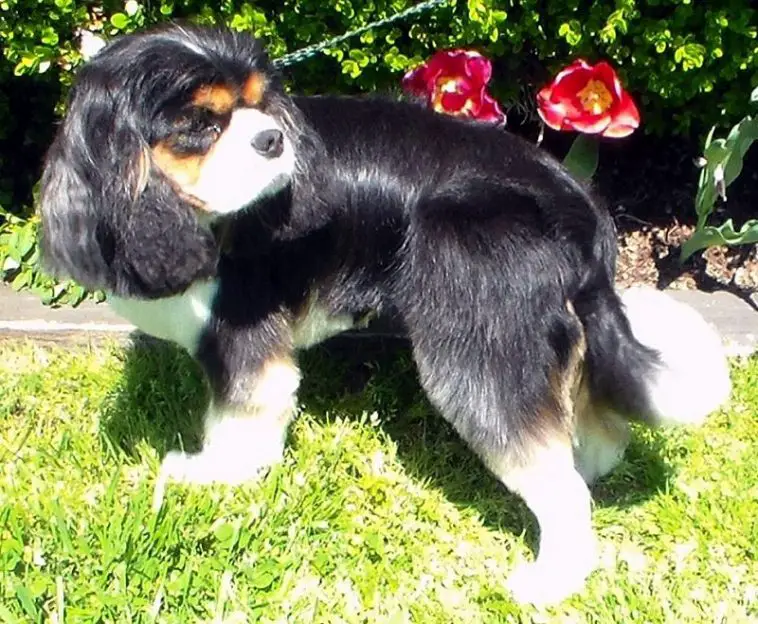 groomed Cavalier King Charles Spaniel puppy with a long black straight hair walking in the garden