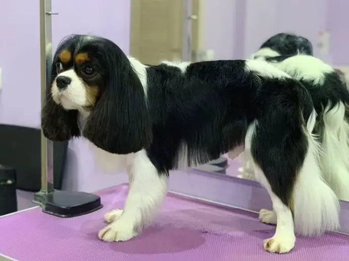 Cavalier King Charles Spaniel with colors brown, black, and white long straight hair standing in the table at the dog salon