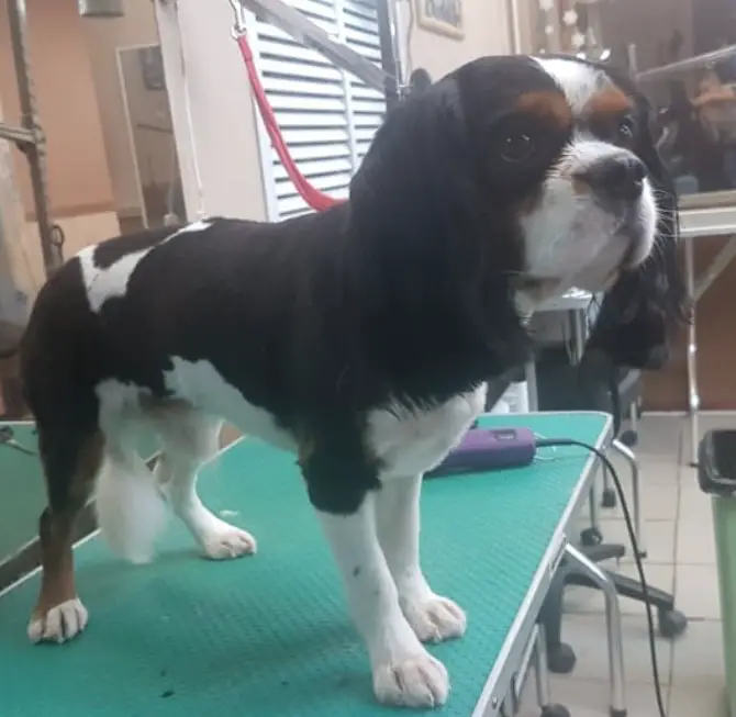 Cavalier King Charles Spaniel got a haircut in the dog salon. It's eyebrows has a brown color and the rest of his body has a black and white hair