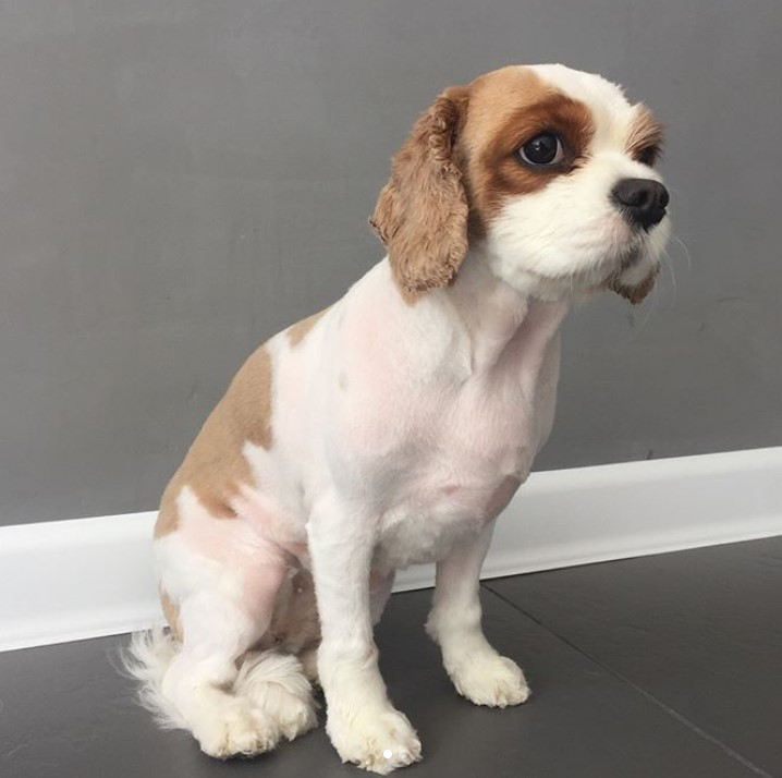 groomed Cavalier King Charles Spaniel dog with its brown and white hair trimmed short