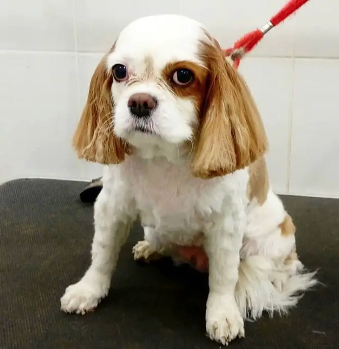 White and brown colored Cavalier King Charles Spaniel sitting on a table in the dog salon. It has a fluffy hair on its body and a long slightly curly hair on its ears.