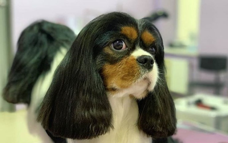 10 Best Cavalier King Charles Spaniel Haircuts The Paws
