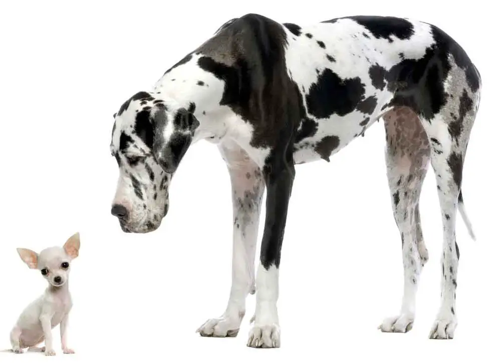 great dane looking down at a small Chihuahua sitting in a white isolated background