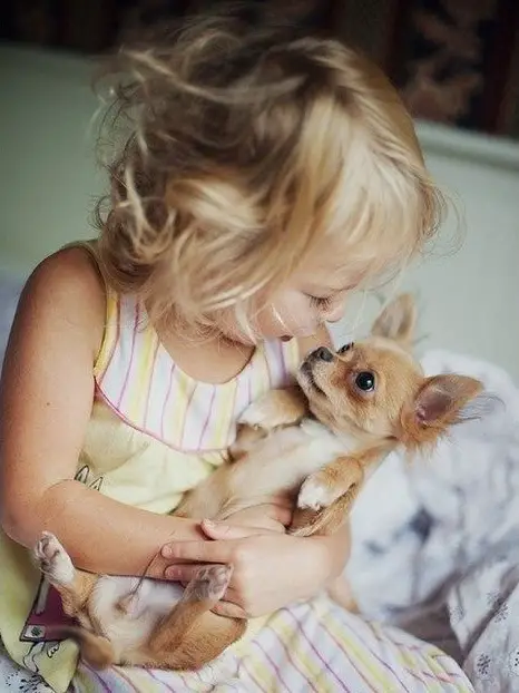a young girl holding a Chihuahua like a baby