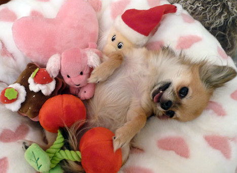 A smiling Chihuahua lying on its bed with its toys