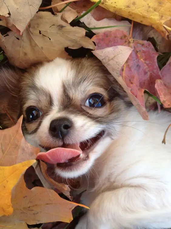 A Chihuahua lying with the dried leaves while smiling