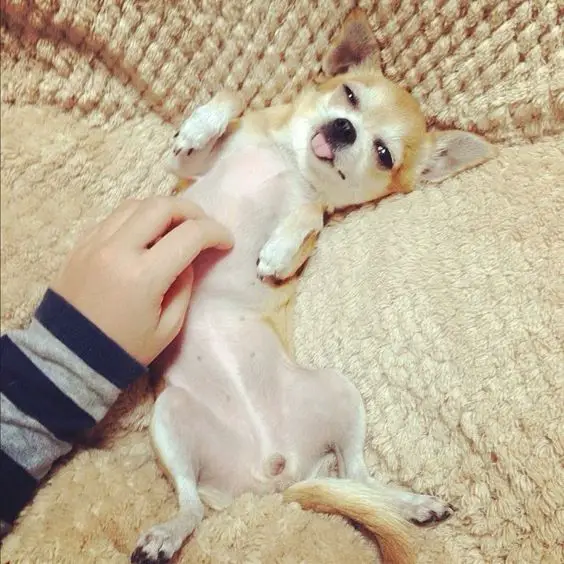 A Chihuahua lying on the couch while its belly is being rubbed