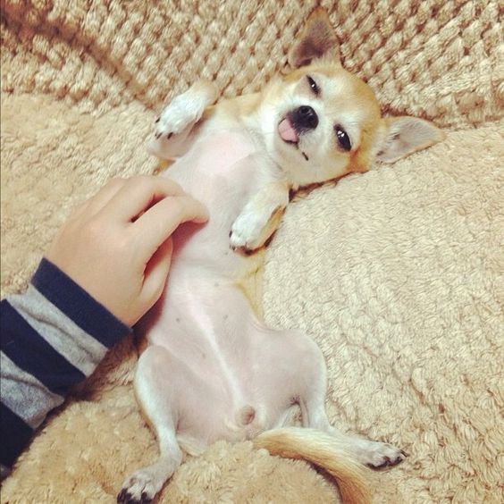 A Chihuahua lying on the couch while its belly is being rubbed