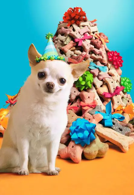 A Chihuahua sitting with a pile of treats behind him