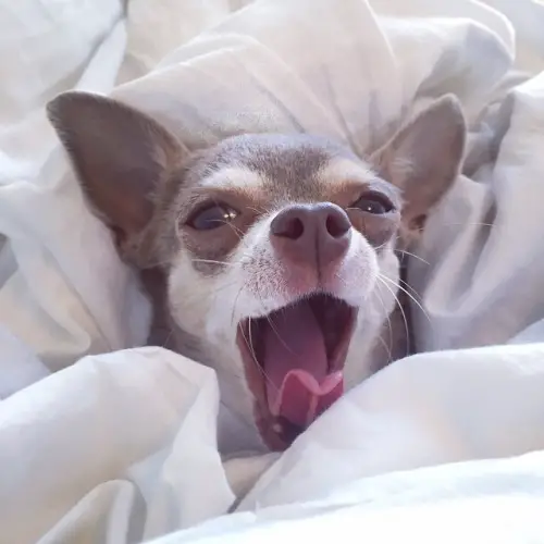 Chihuahua snuggled up in blanket while yawning