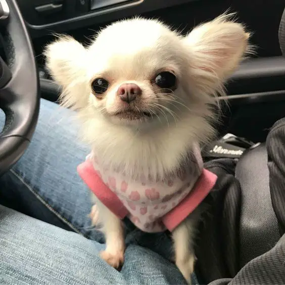 Chihuahua sitting on its owner lap inside the car's driver's seat