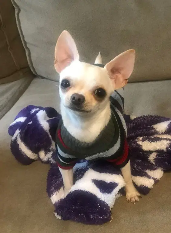A Chihuahua wearing a sweater while standing on the couch