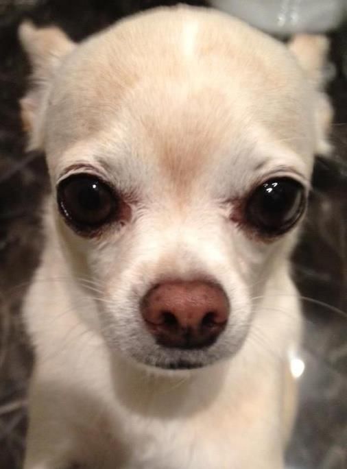 A Chihuahua sitting on the floor with its begging face