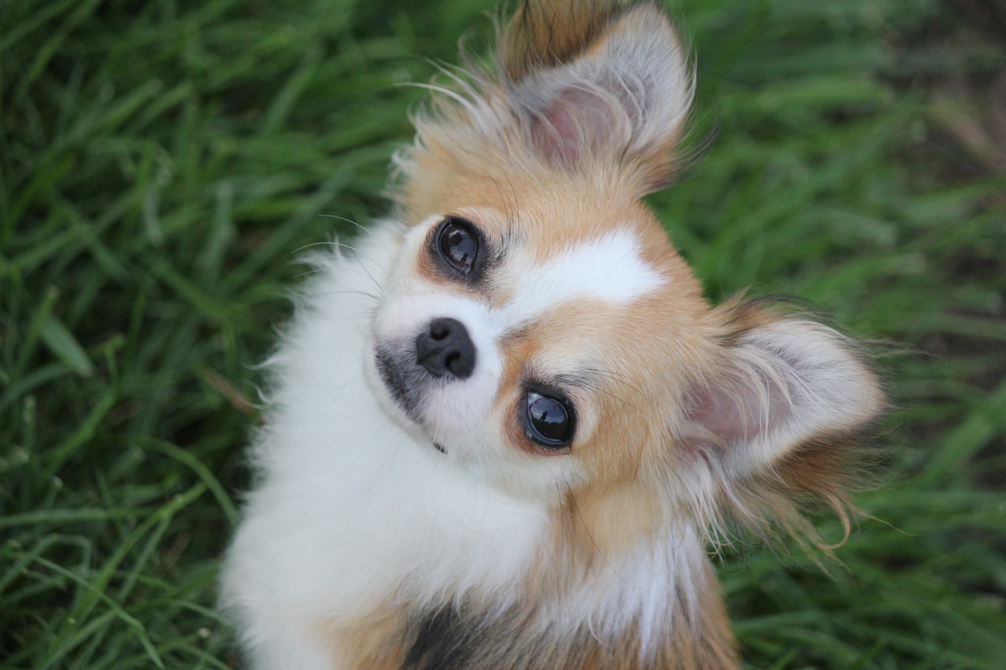A Chihuahua sitting on the grass while tilting its head and staring with its begging eyes