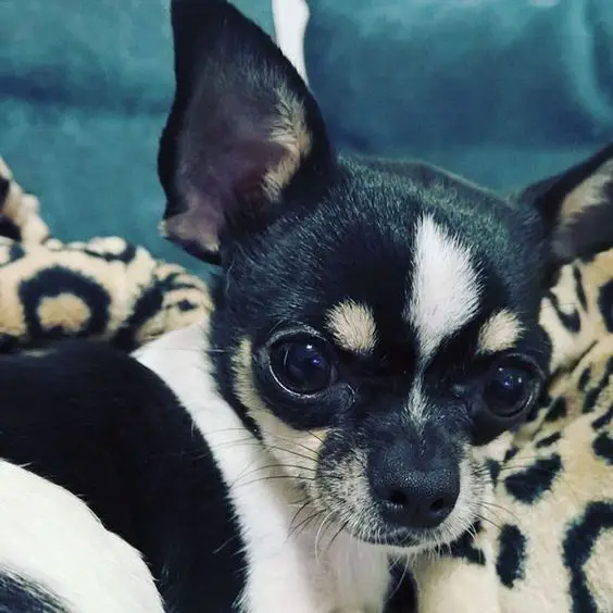 A Chihuahua lying on the couch