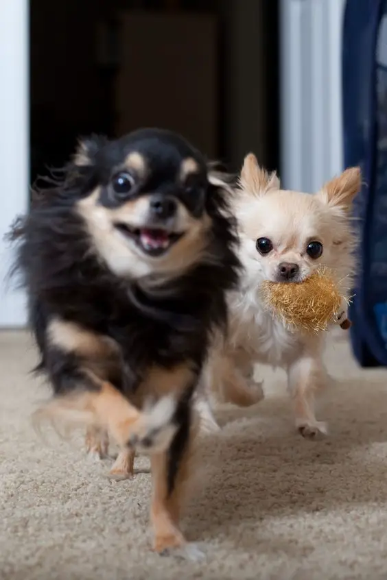 two Chihuahuas running