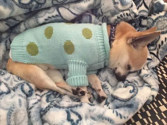 A Chihuahua wearing a sweater while sleeping on the bed