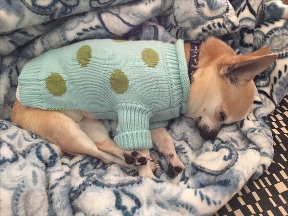 A Chihuahua wearing a sweater while sleeping on the bed