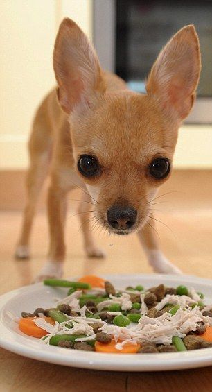 A Chihuahua standing on the floor behind food in a plate
