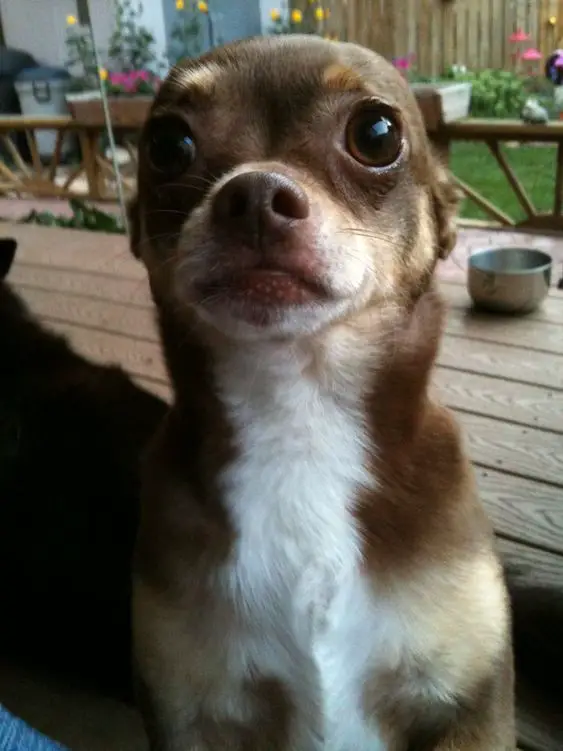A Chihuahua sitting on the wooden floor with its begging face