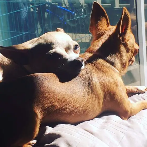 A Chihuahua with its head on top of another Chihuahua lying by the window