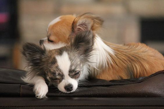 two Chihuahuas lying next to each other on the couch