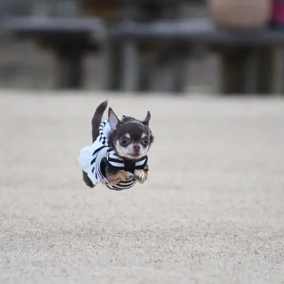 A Chihuahua jumping on the pavement
