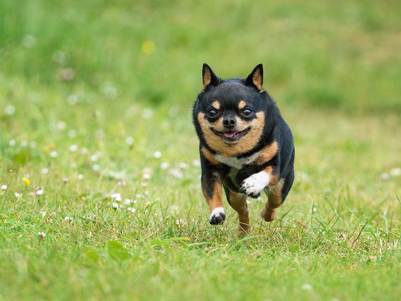 A Chihuahua running in the field