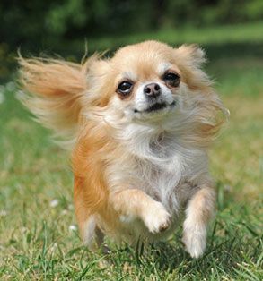 A Chihuahua running at the park