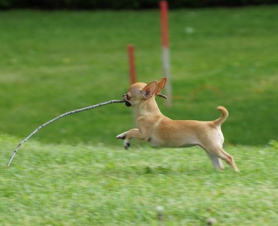 A Chihuahua running at the park while carrying a long stick